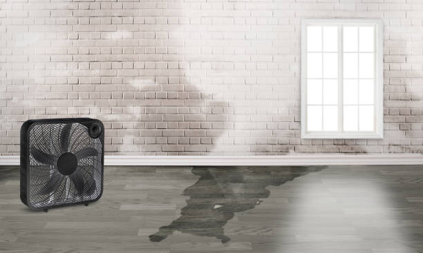 Best Basement water damage restoration  in Columbia, MD